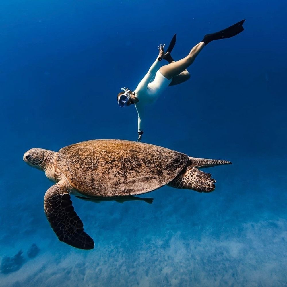 Dolphin Diving and Yoga Liveaboard