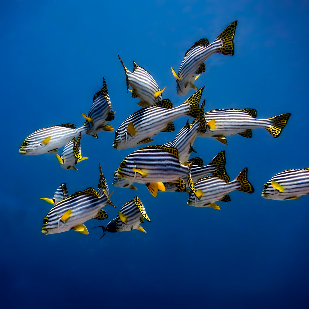 Advanced Open Water Diver in Maldives