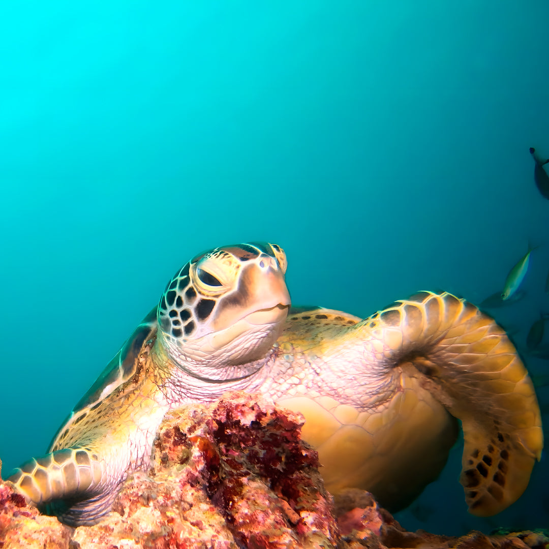 Discover Scuba Diving in Maldives