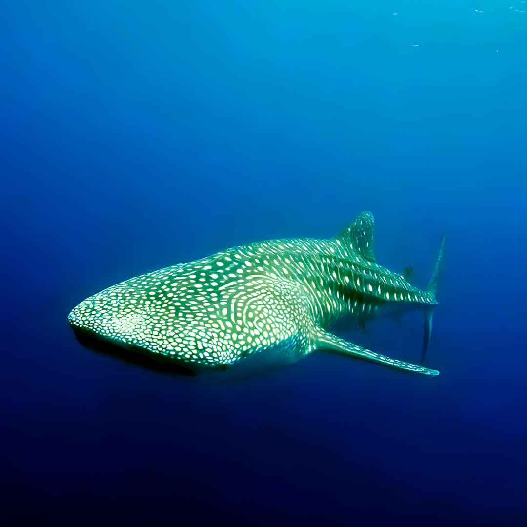 Advanced Open Water Diver in Maldives