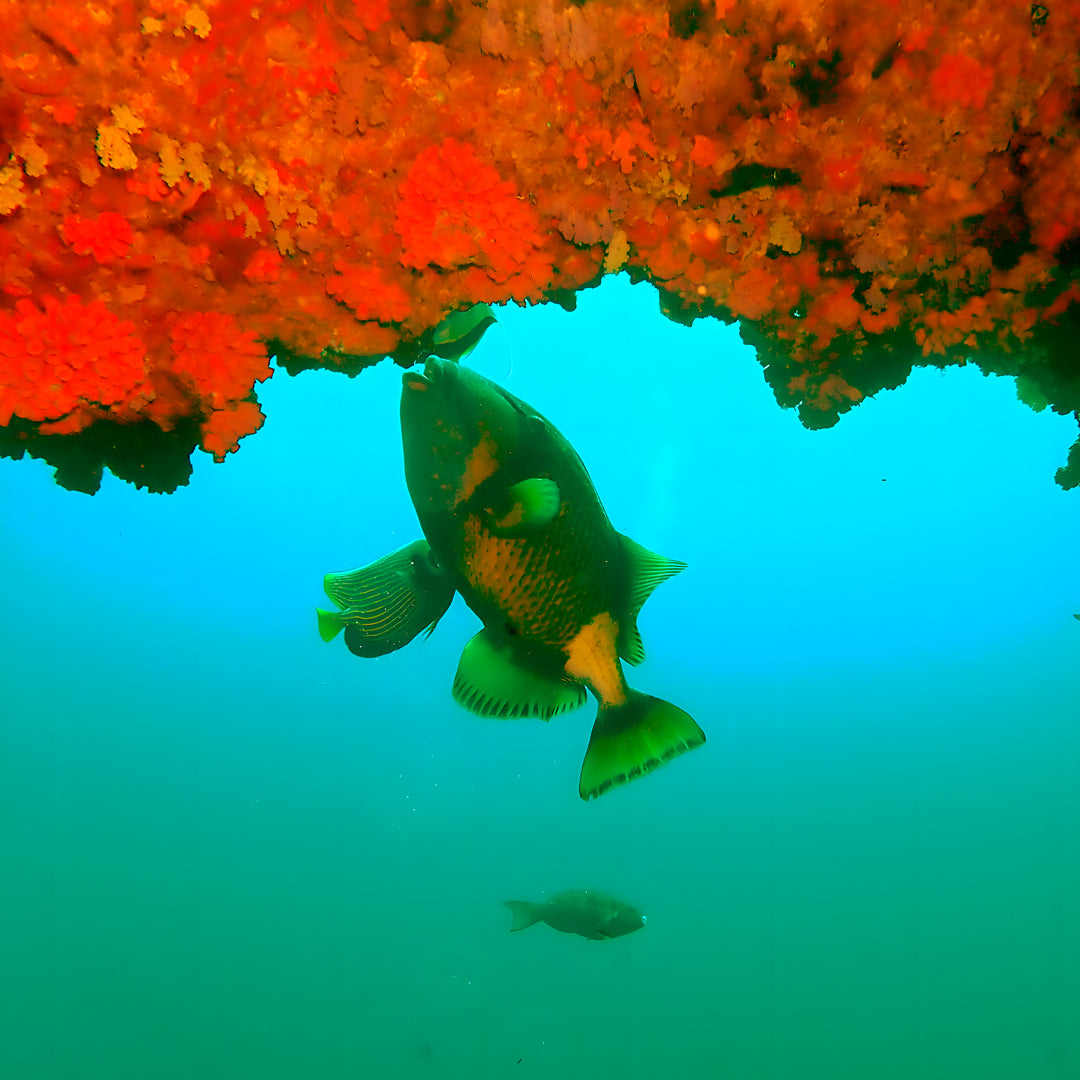 Discover Scuba Diving in Maldives