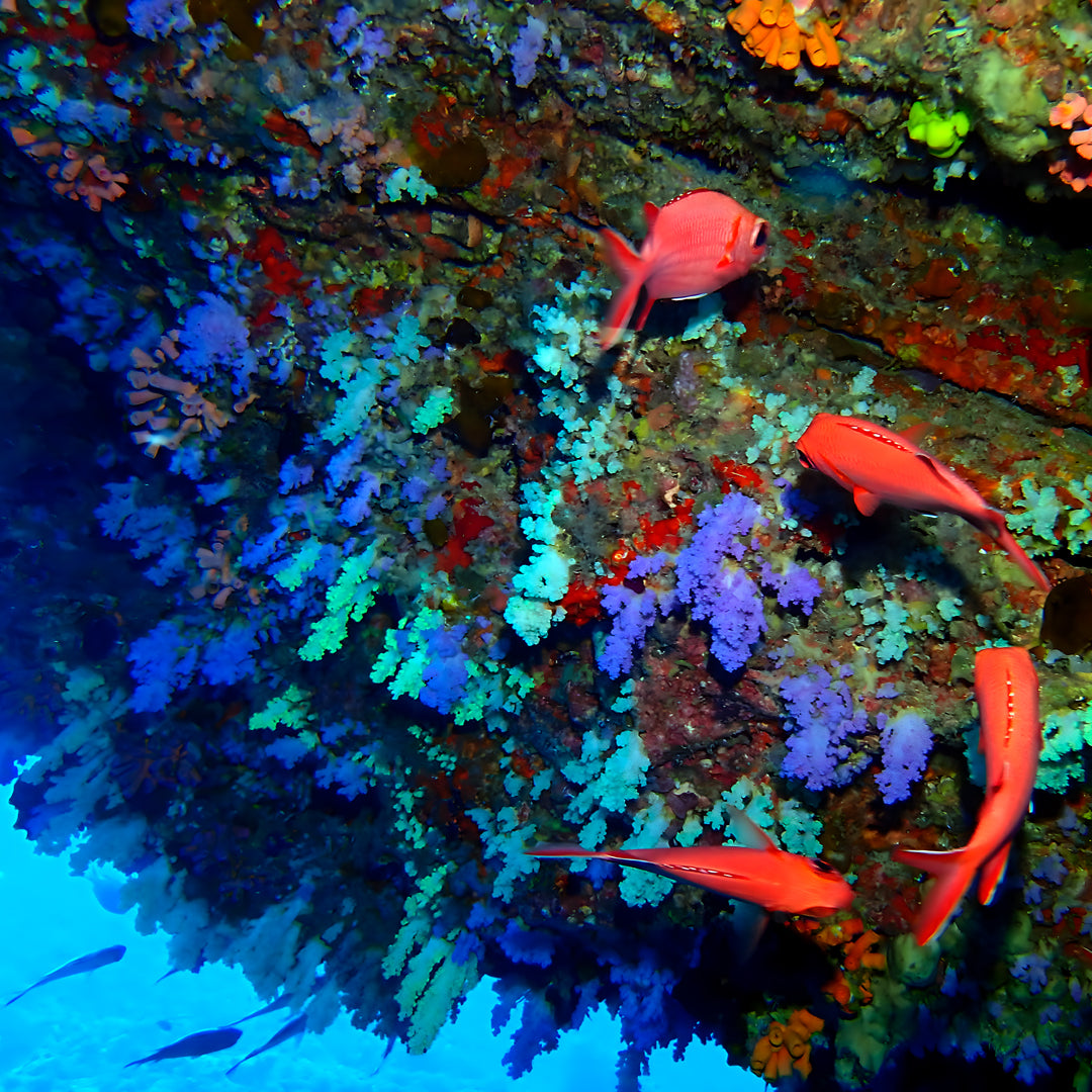 PADI Open Water Diver Course in Maldives