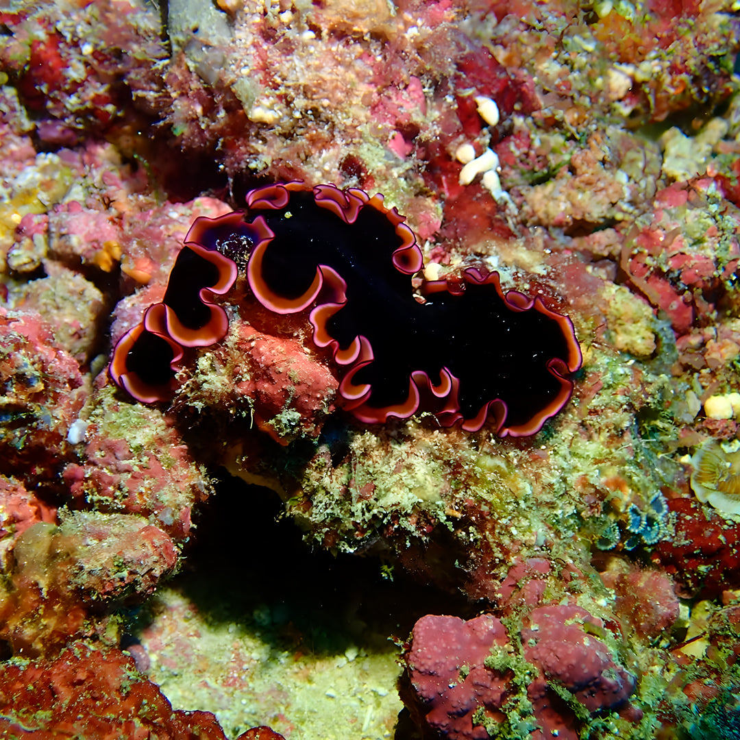 PADI Open Water Diver Course in Maldives