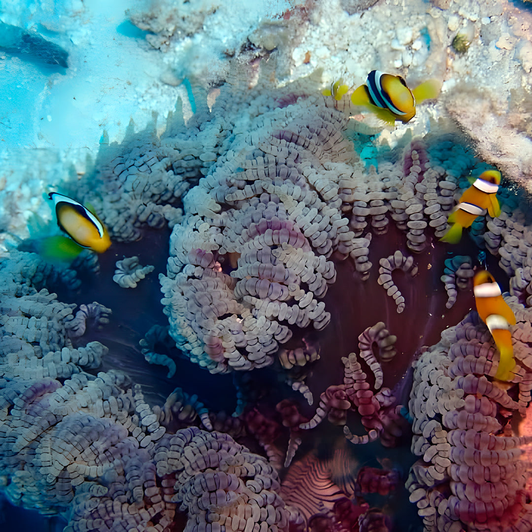 PADI Open Water Diver Course in Maldives