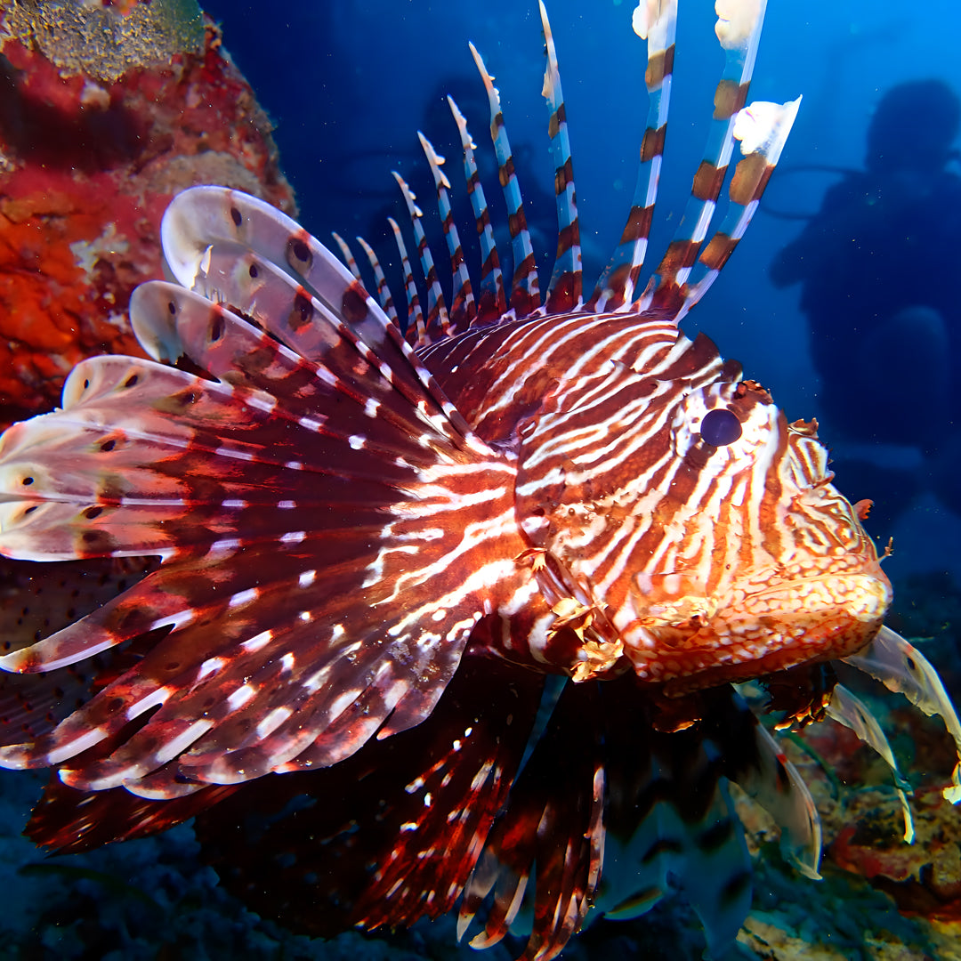 PADI Open Water Diver Course in Maldives