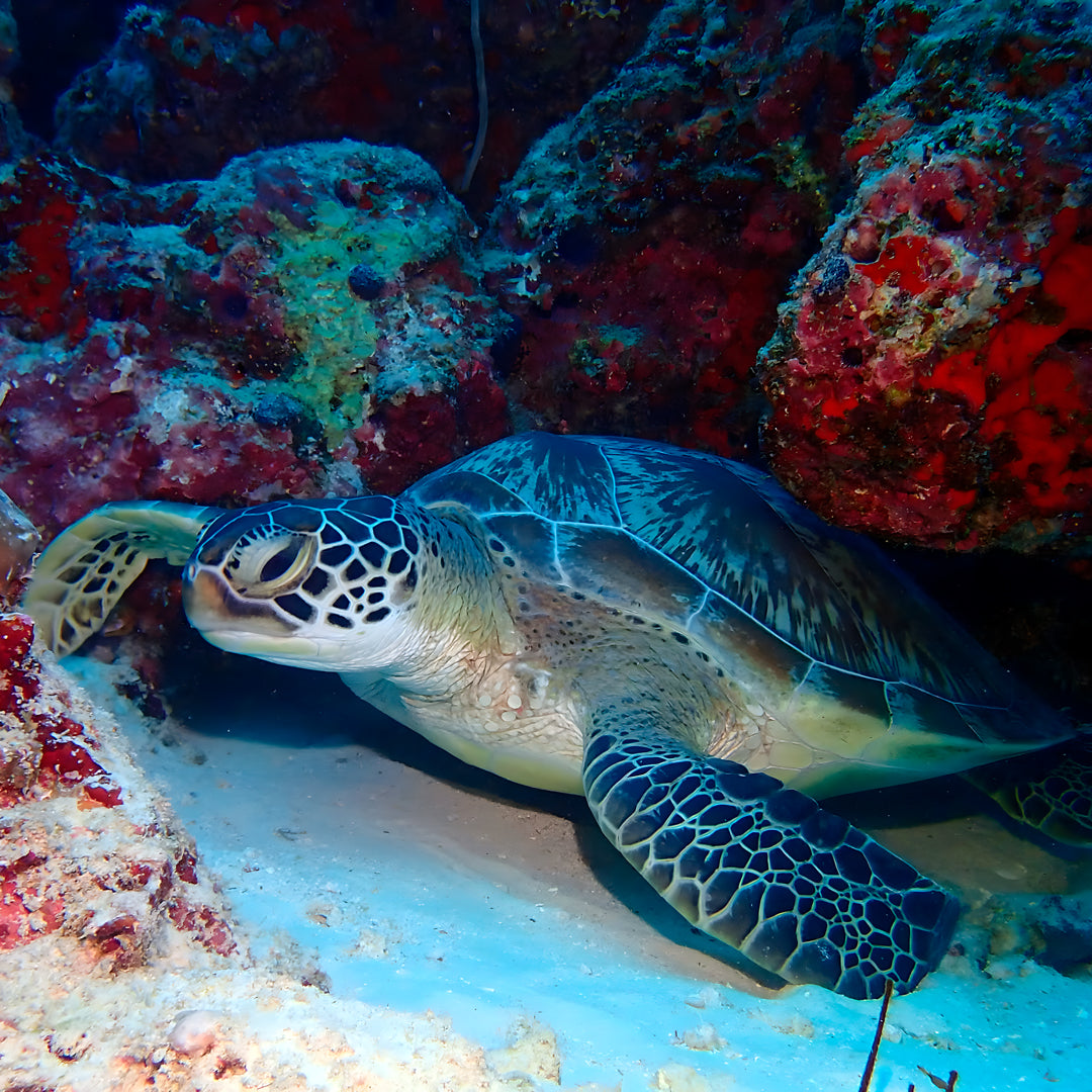 Discover Scuba Diving in Maldives
