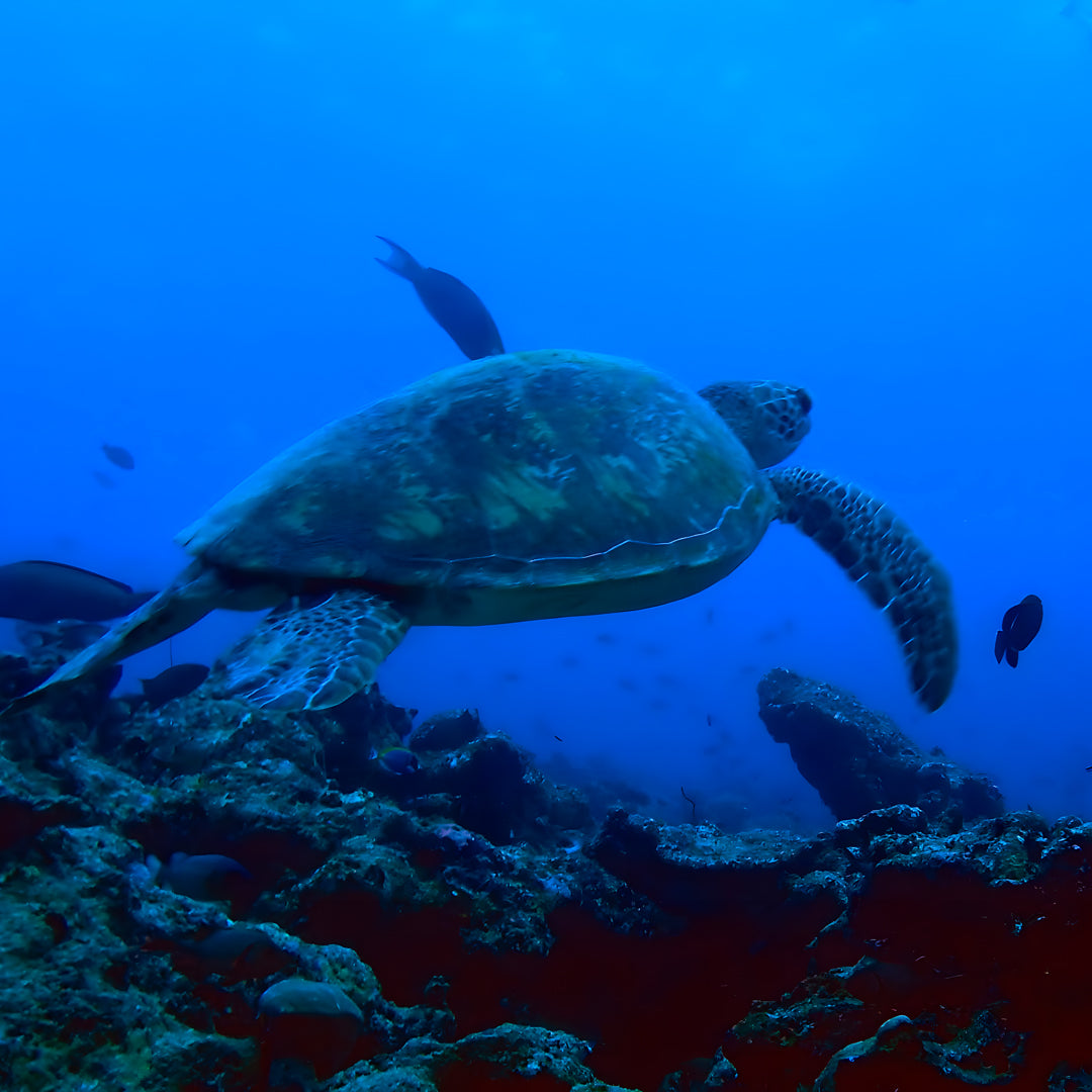PADI Open Water Diver Course in Maldives