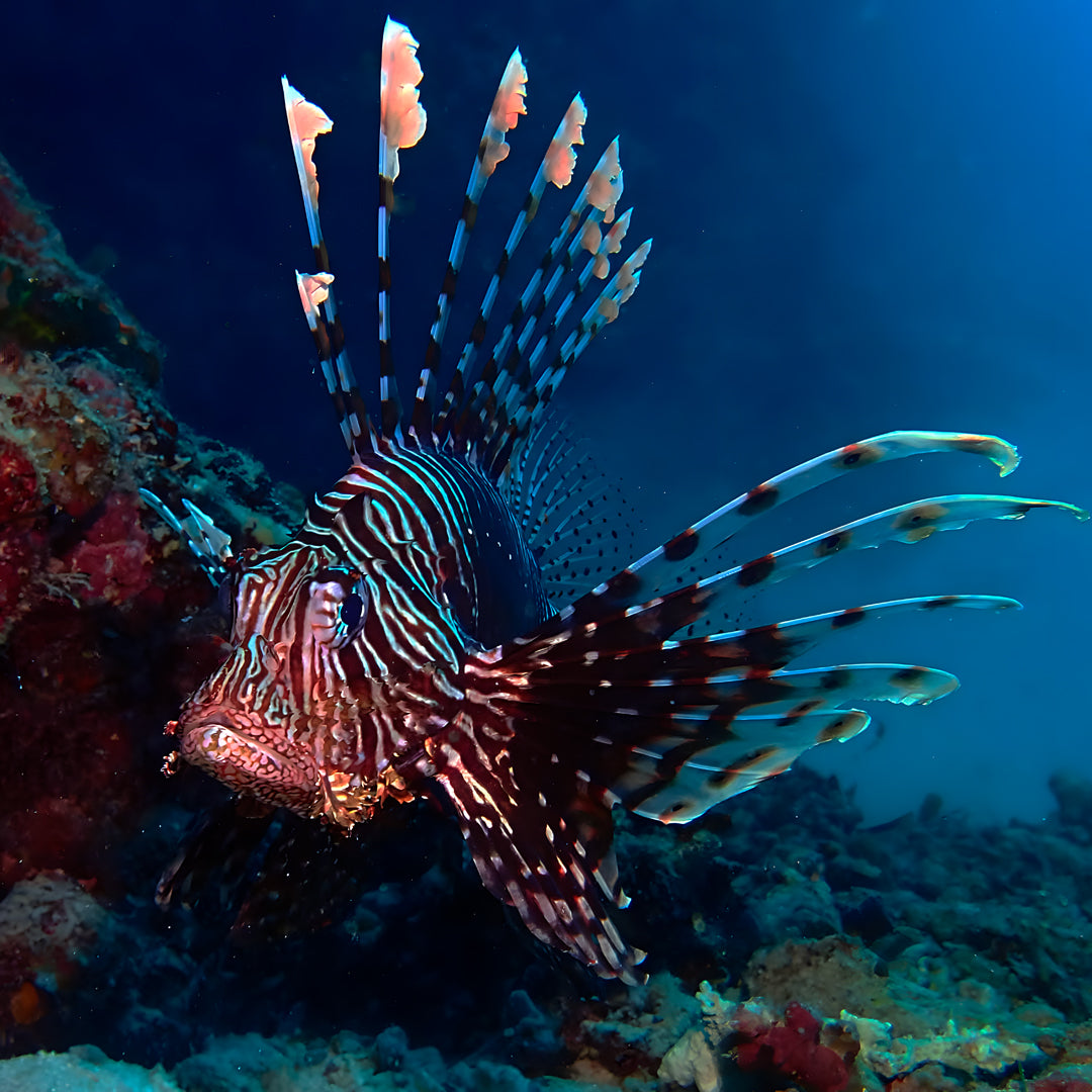 PADI Open Water Diver Course in Maldives