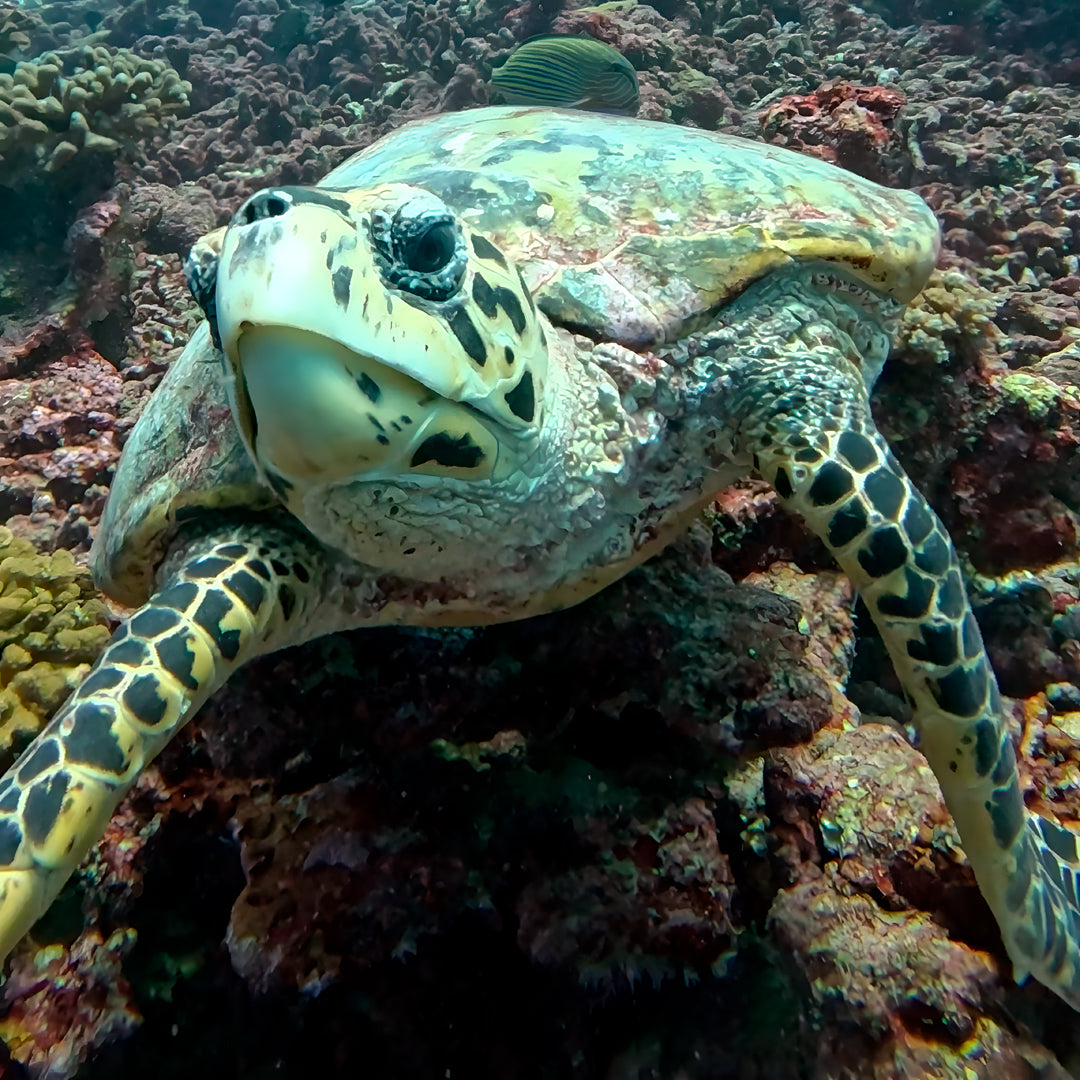 PADI Open Water Diver Course in Maldives