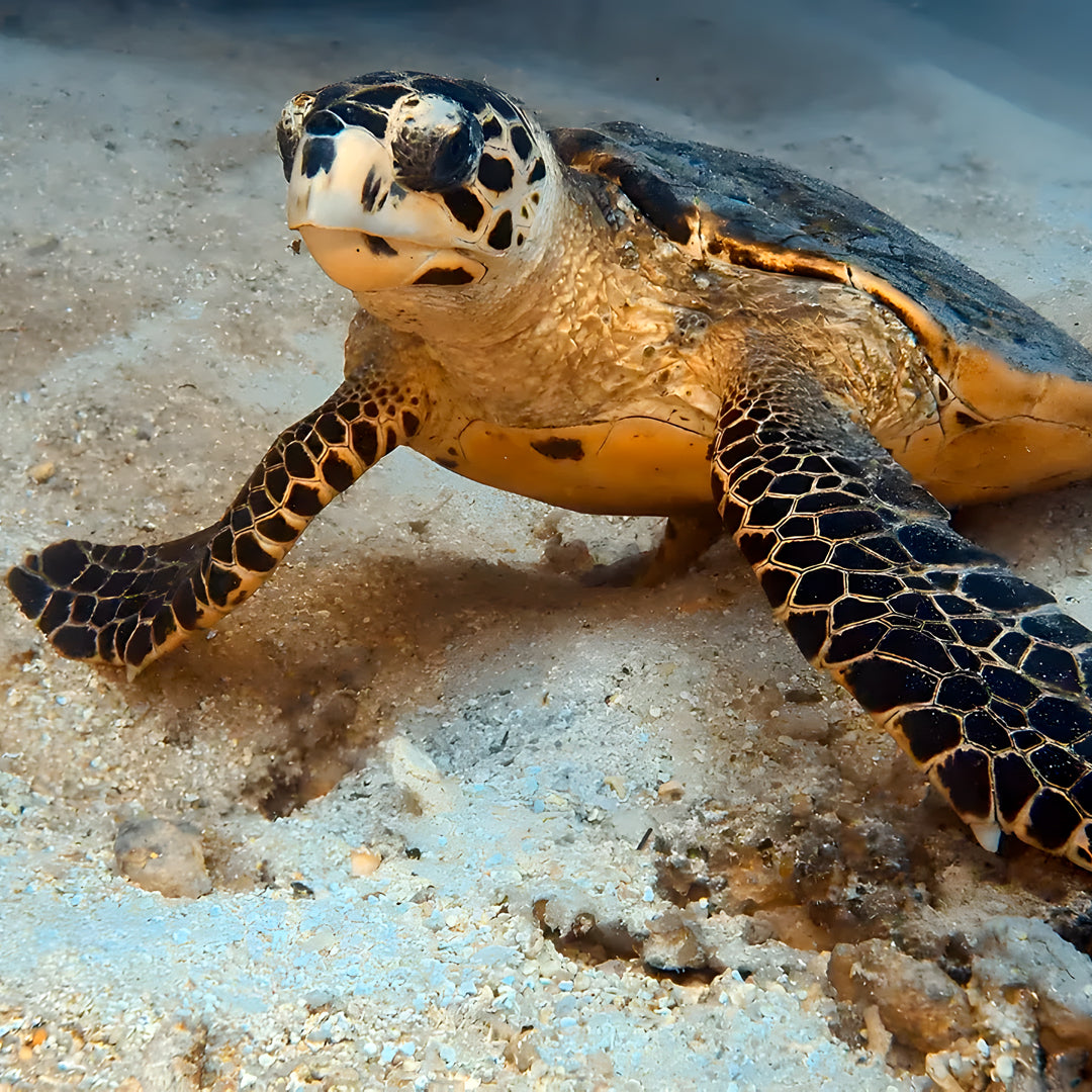 PADI Open Water Diver Course in Maldives