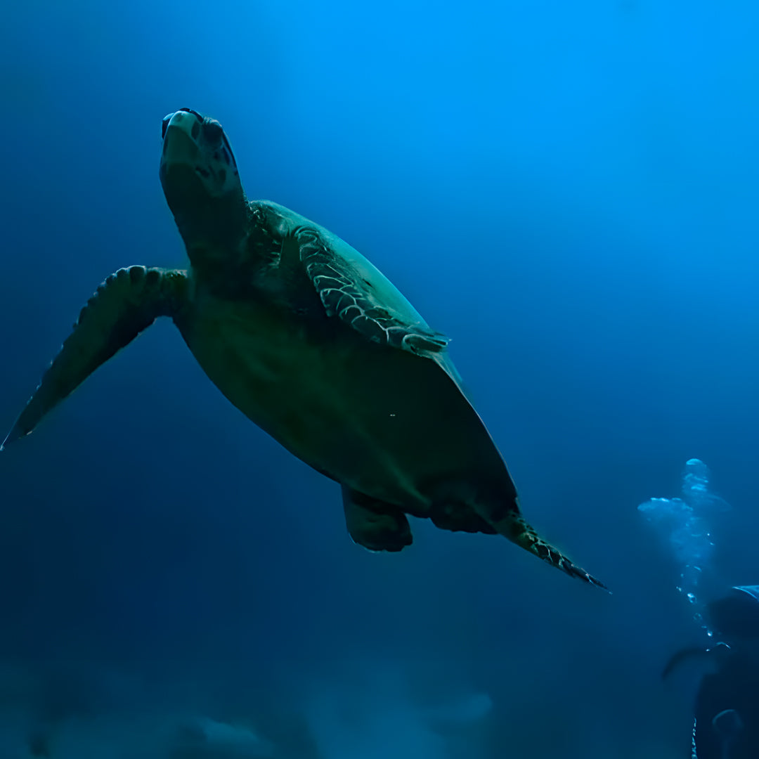 PADI Re-Activate Scuba Diving Course in Maldives