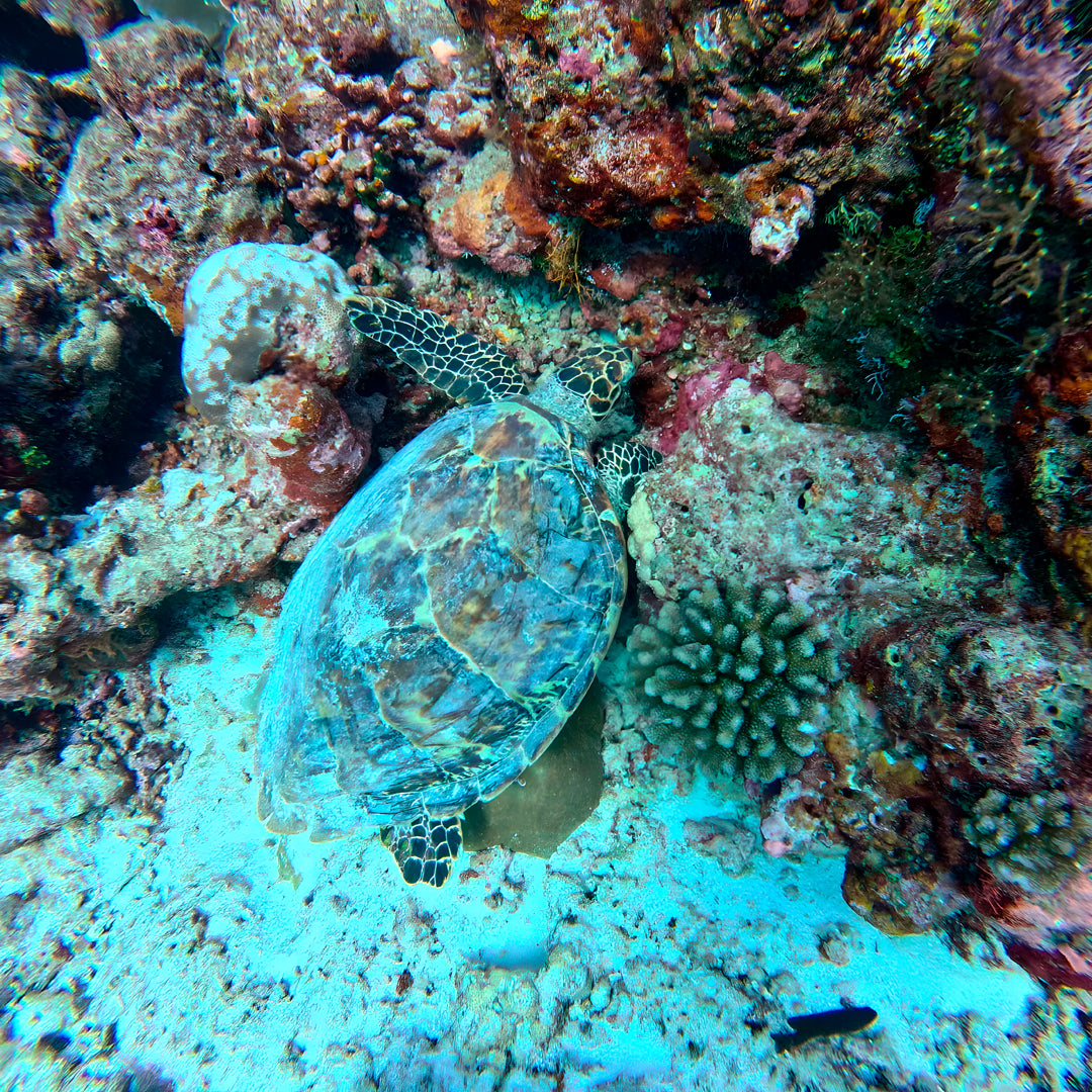PADI Re-Activate Scuba Diving Course in Maldives