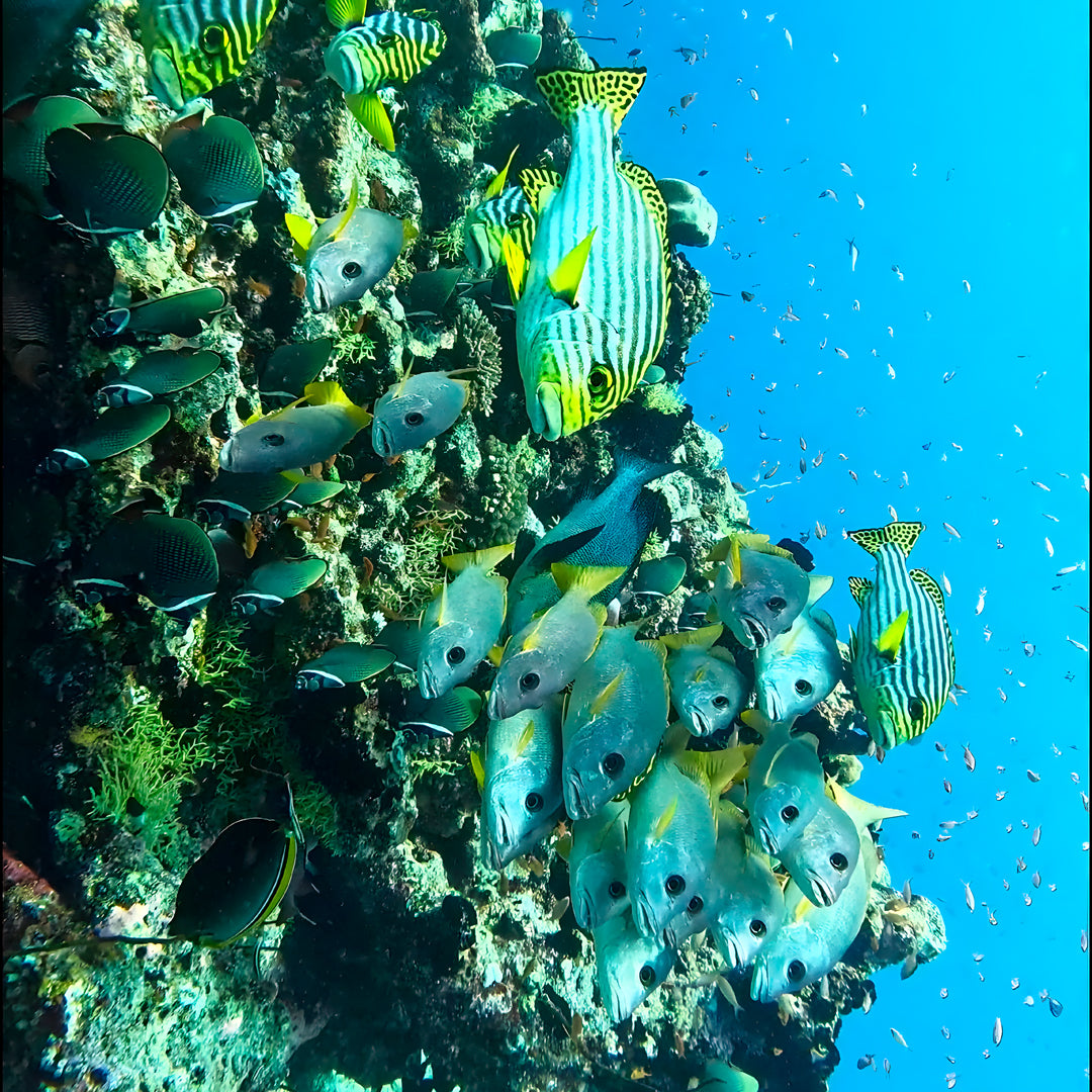 Thulusdhoo Maldives Scuba Diving Fun Dive