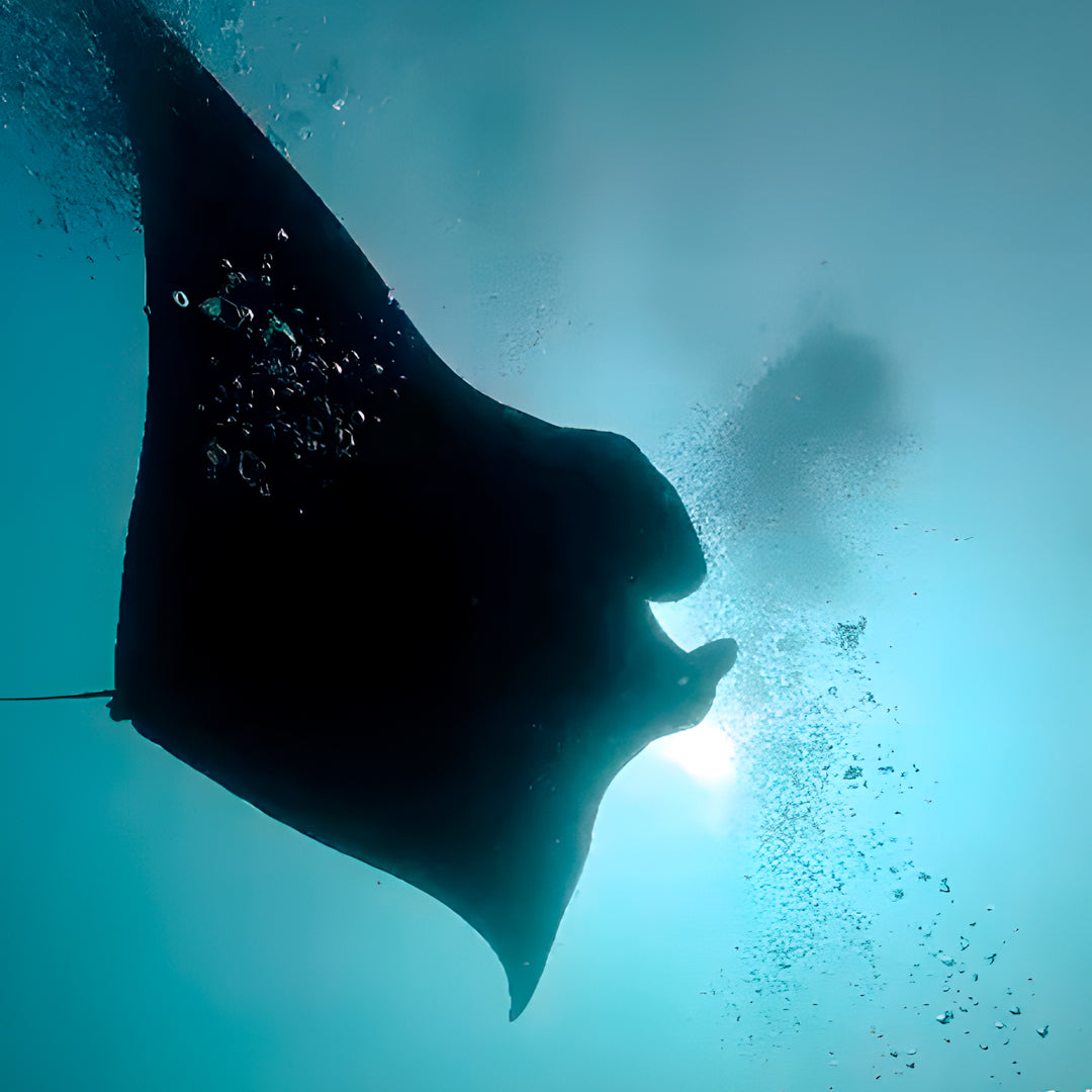 Thulusdhoo Maldives Scuba Diving Fun Dive
