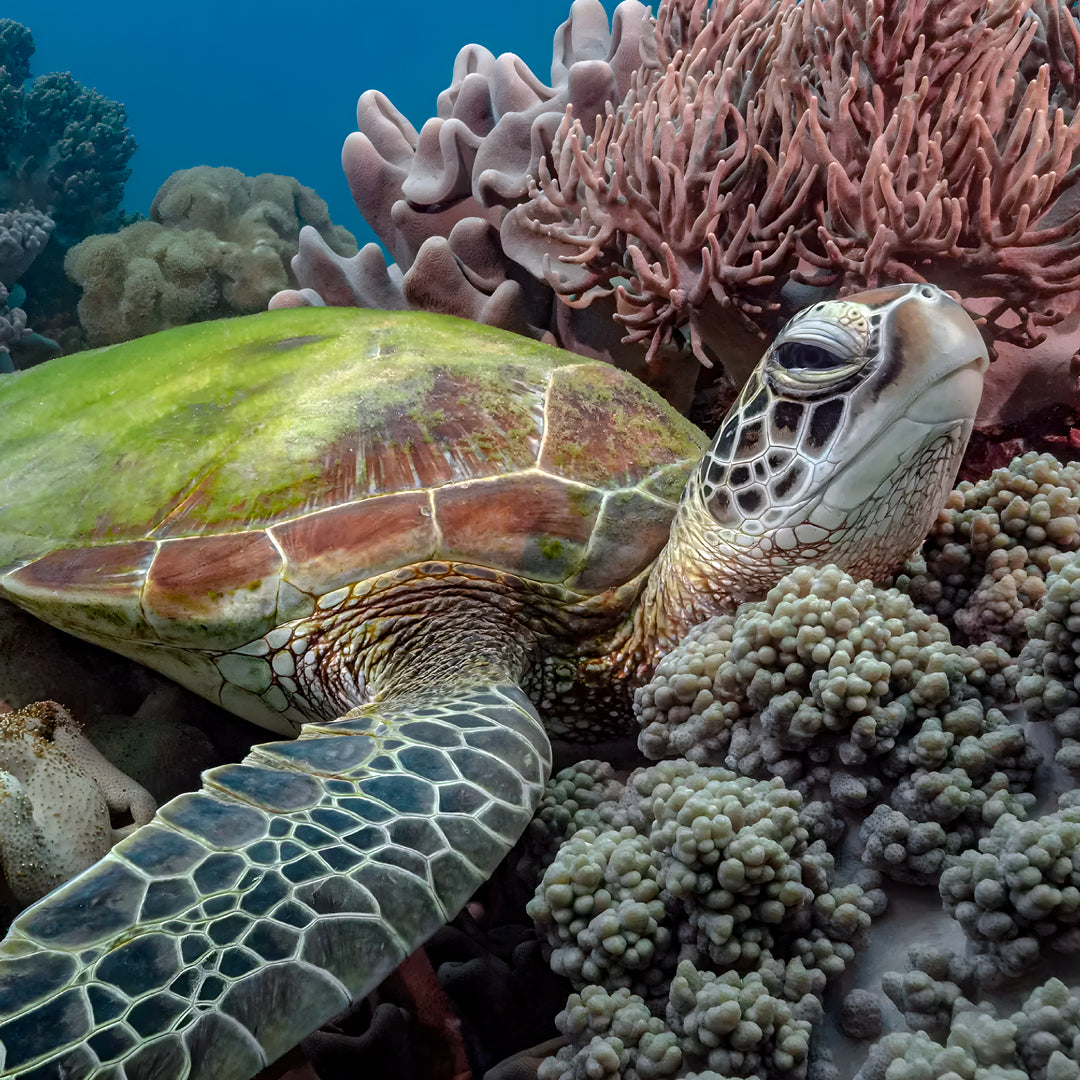 Thulusdhoo Maldives Scuba Diving Fun Dive
