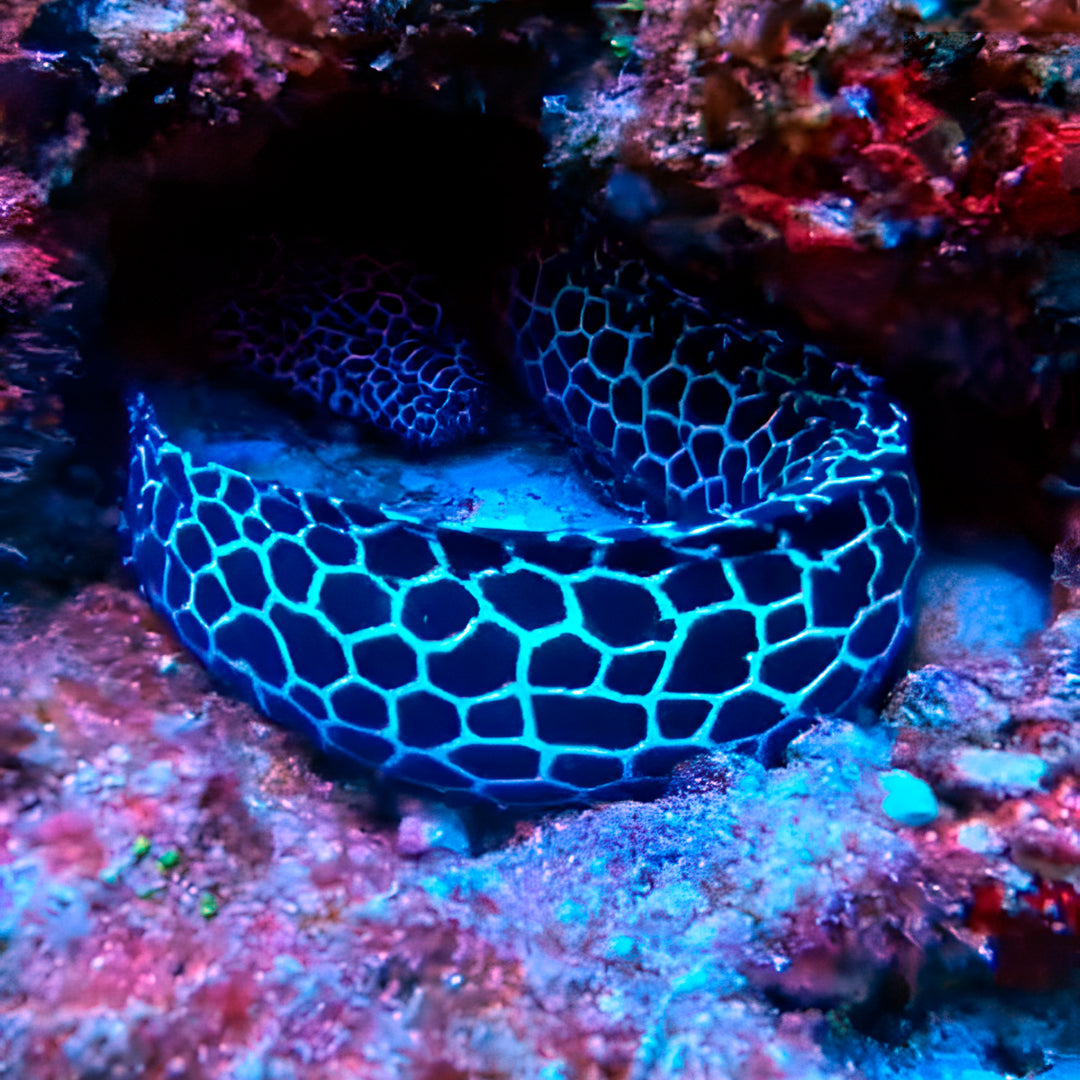 Thulusdhoo Maldives Scuba Diving Fun Dive