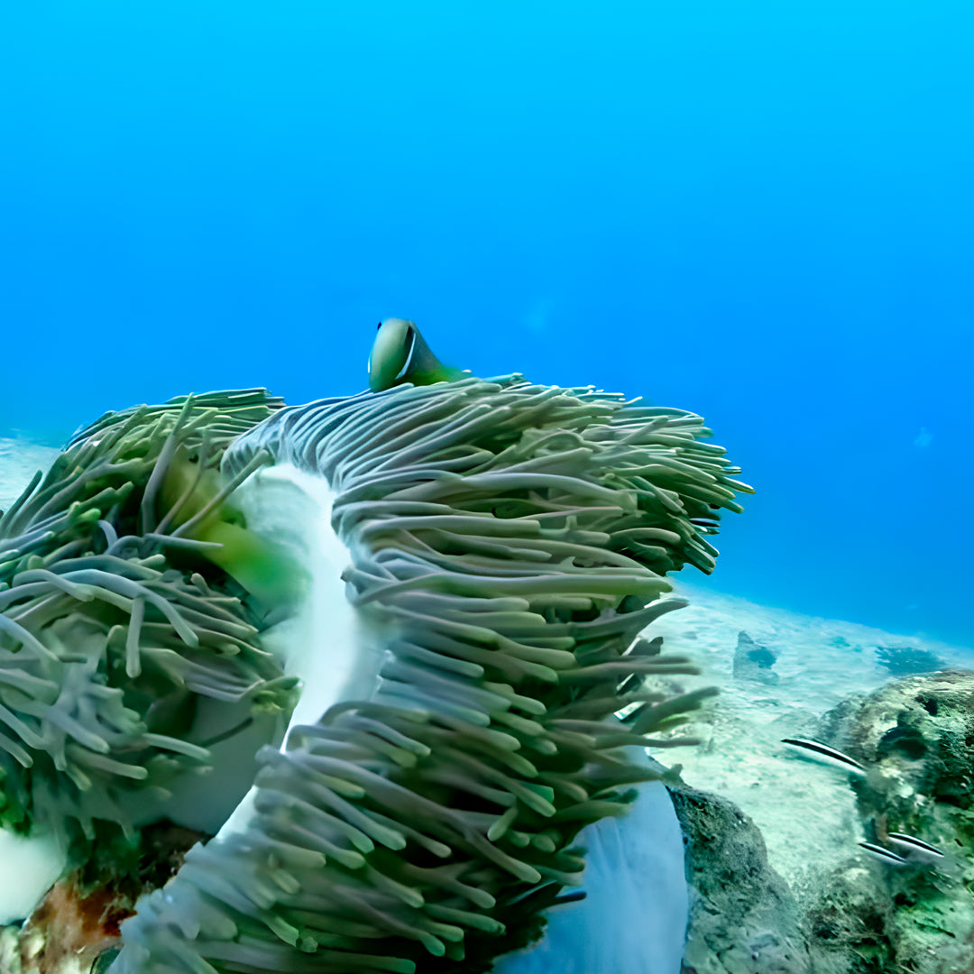 Thulusdhoo Maldives Scuba Diving Fun Dive