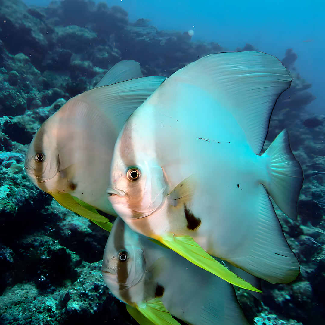 Thulusdhoo Maldives Scuba Diving Fun Dive