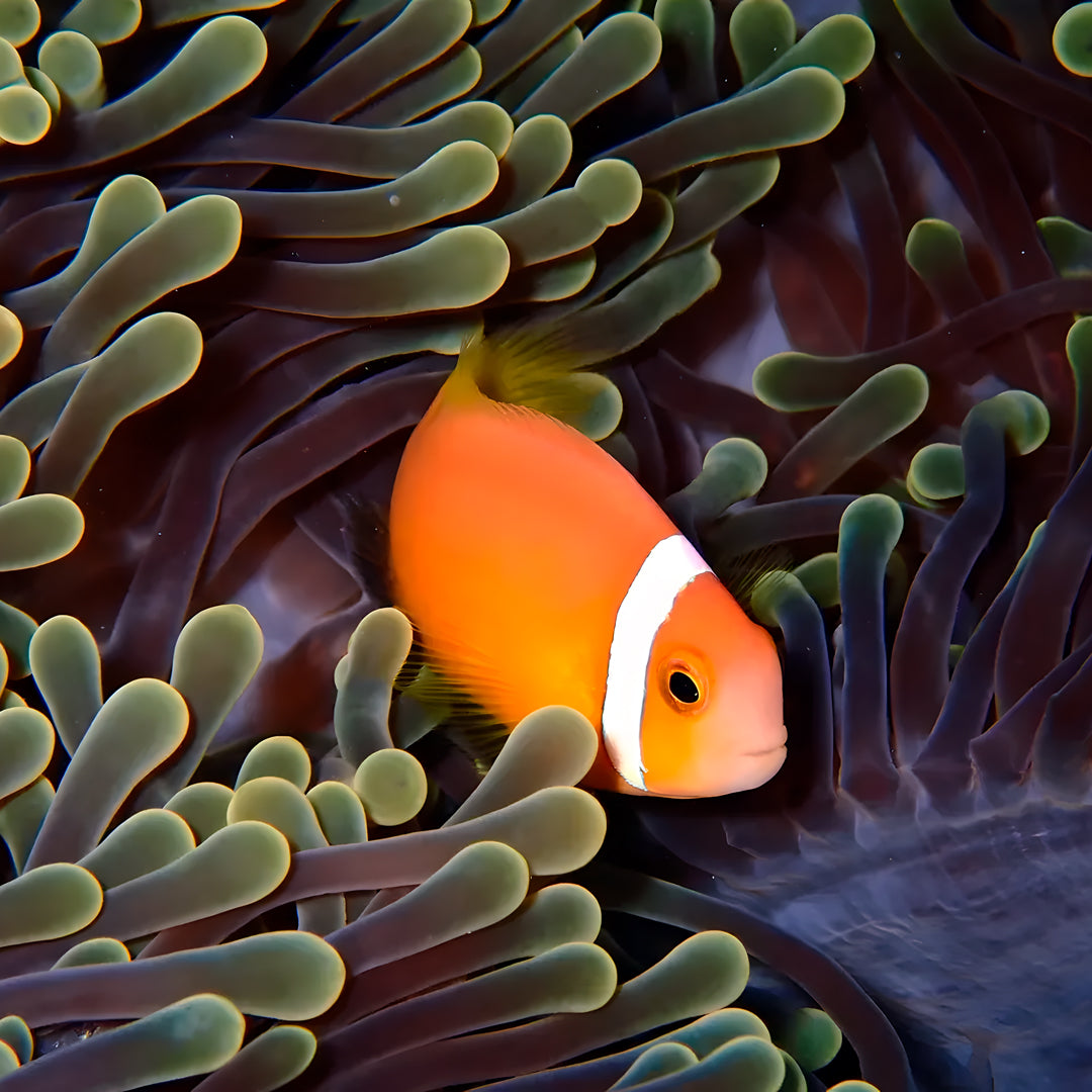 Thulusdhoo Maldives Scuba Diving Fun Dive