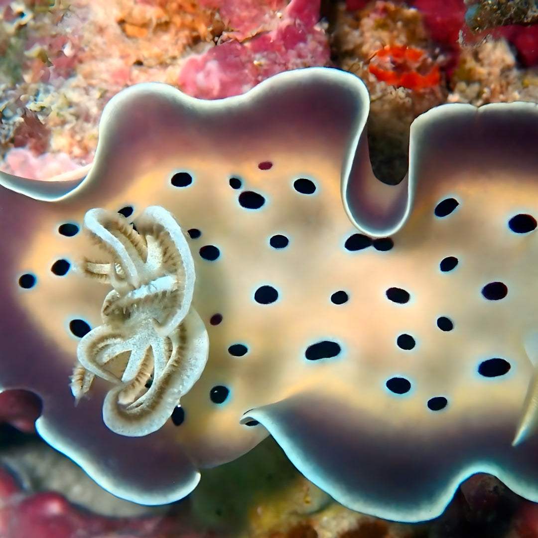 Thulusdhoo Maldives Scuba Diving Fun Dive