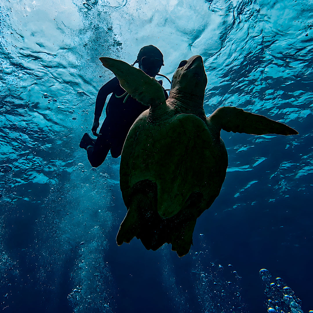 Rescue Diver Course in Cancun