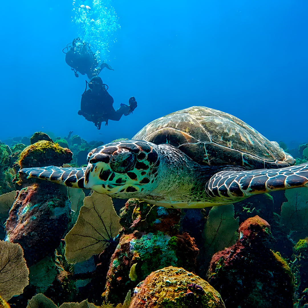 PADI/SDI Advanced Adventure Diver Course in Cancun