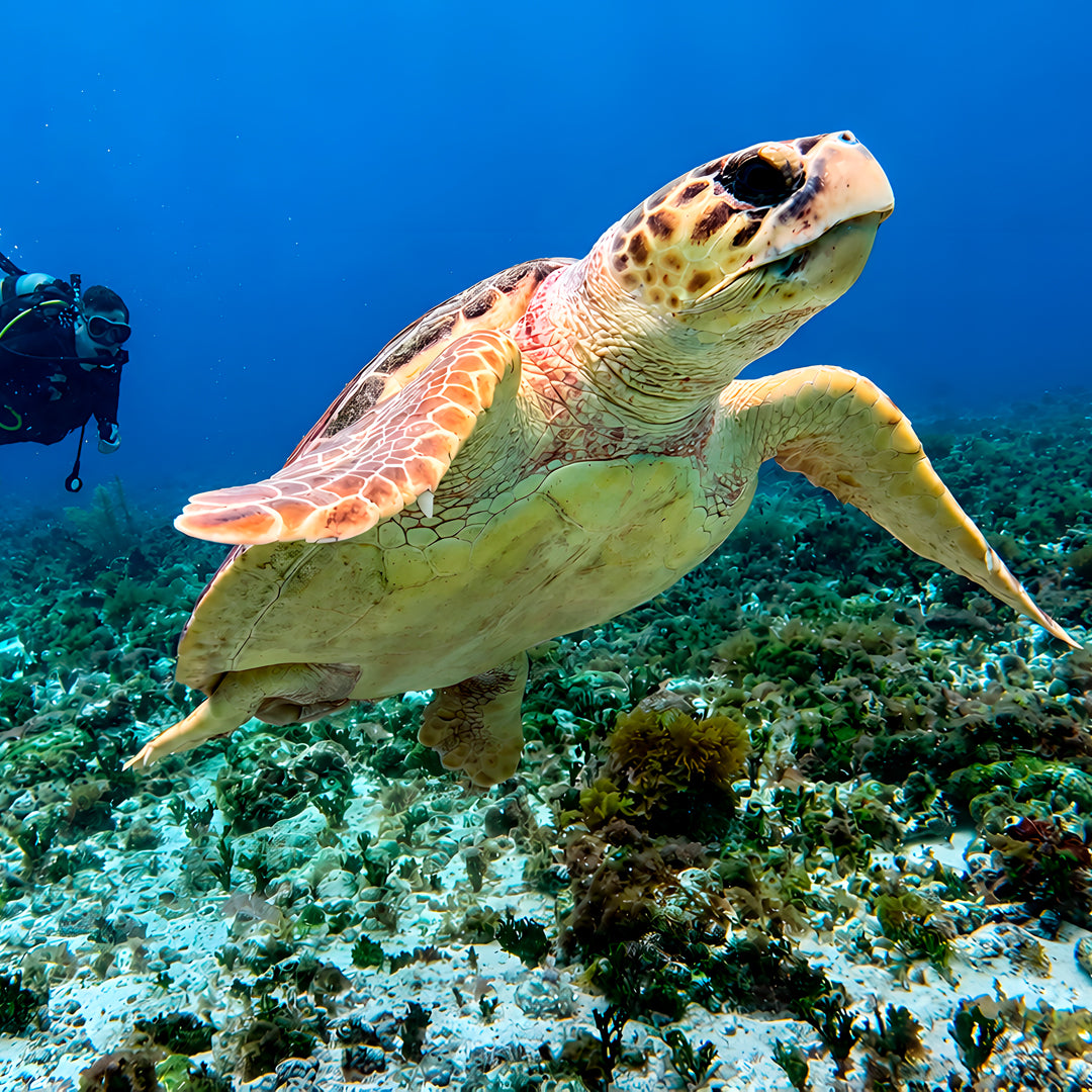 Rescue Diver Course in Cancun