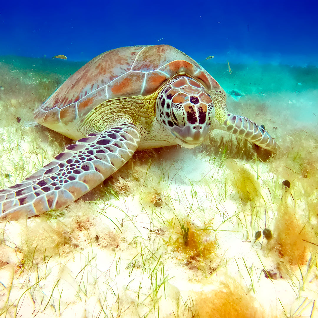 Open Water Scuba Diver Course in Cancun
