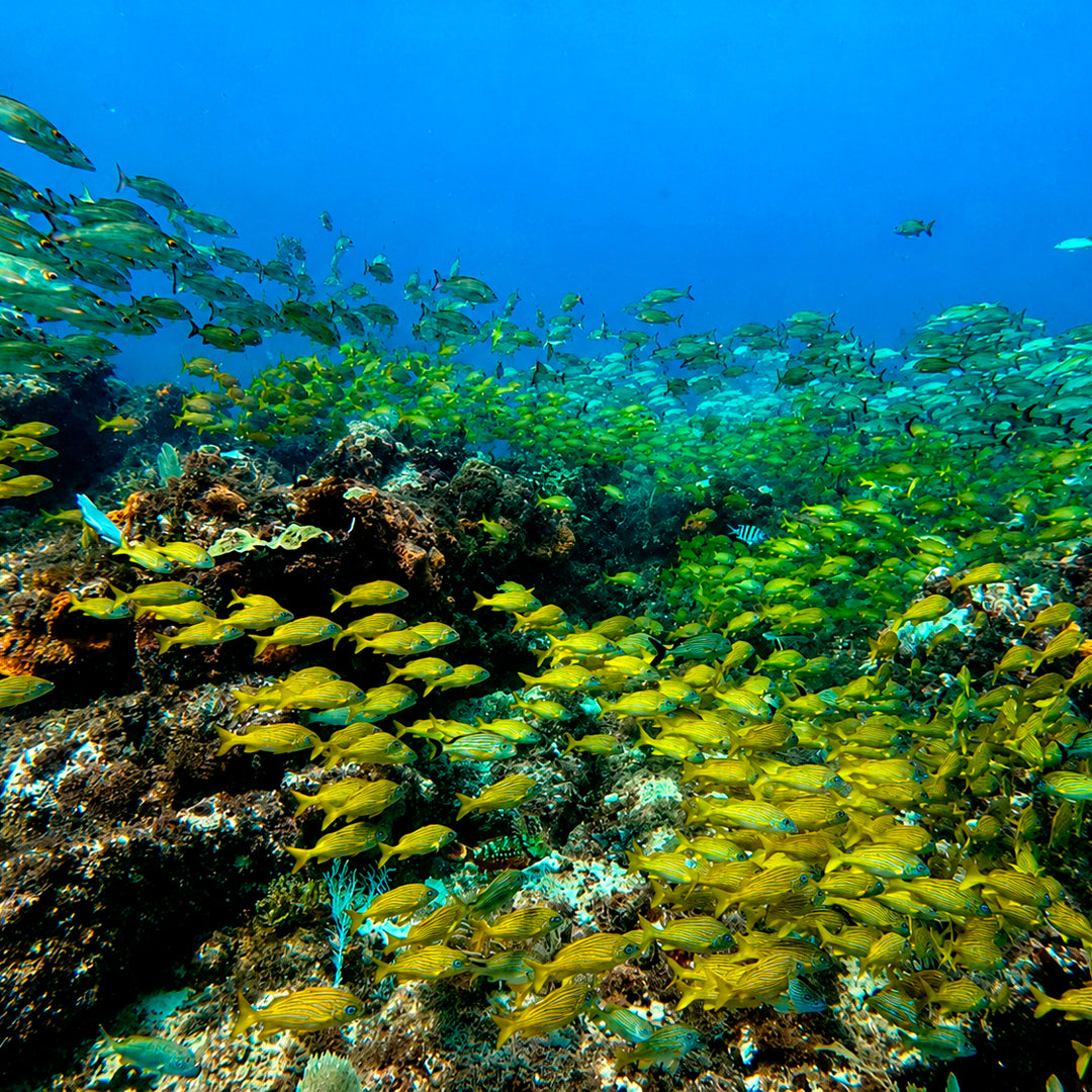 Discover Scuba Diving in Cancun