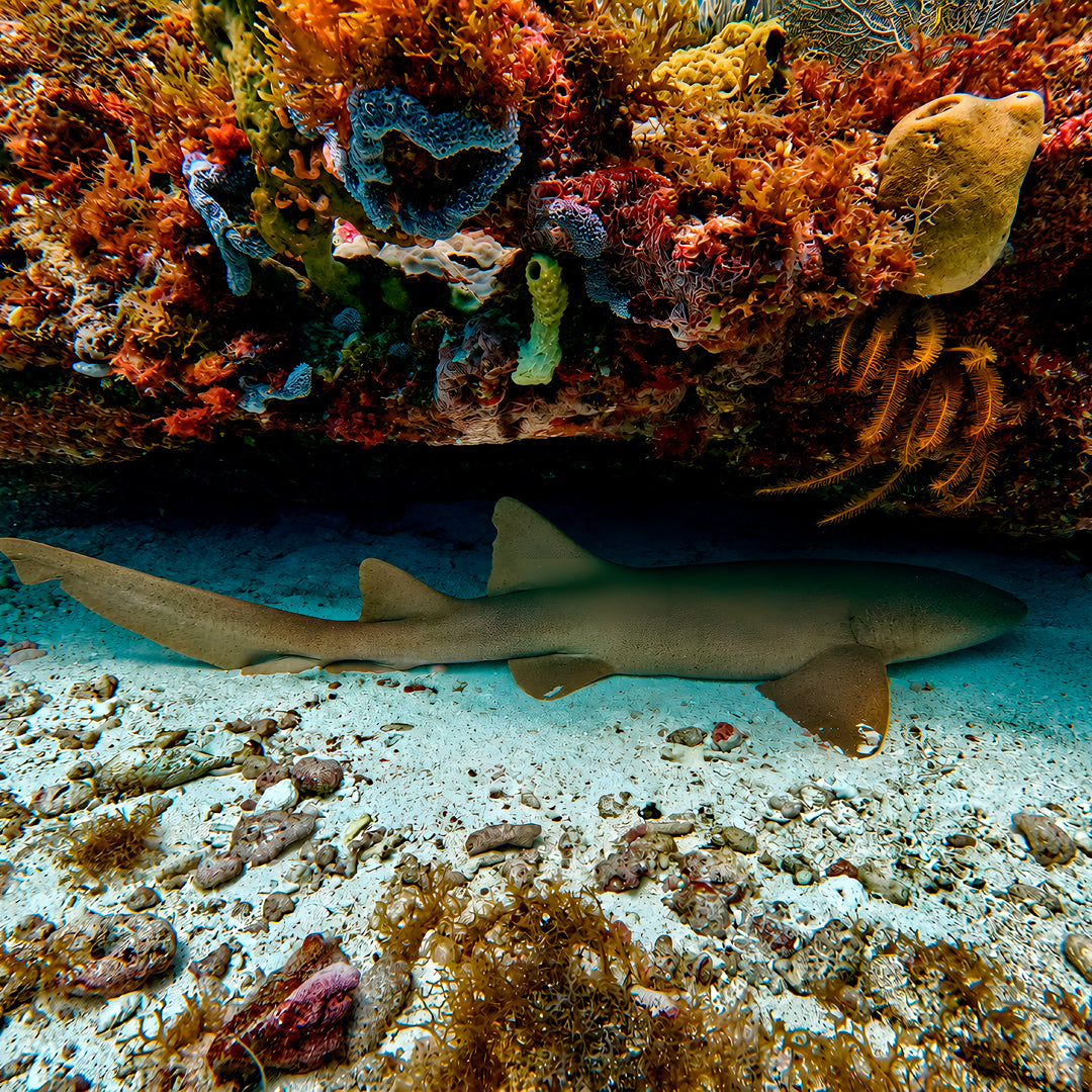 Discover Scuba Diving in Cancun