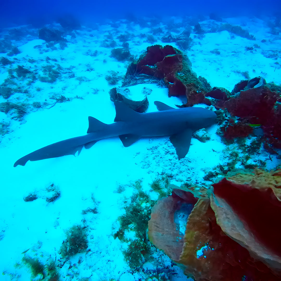 Cancun Scuba Diving Refresher Program