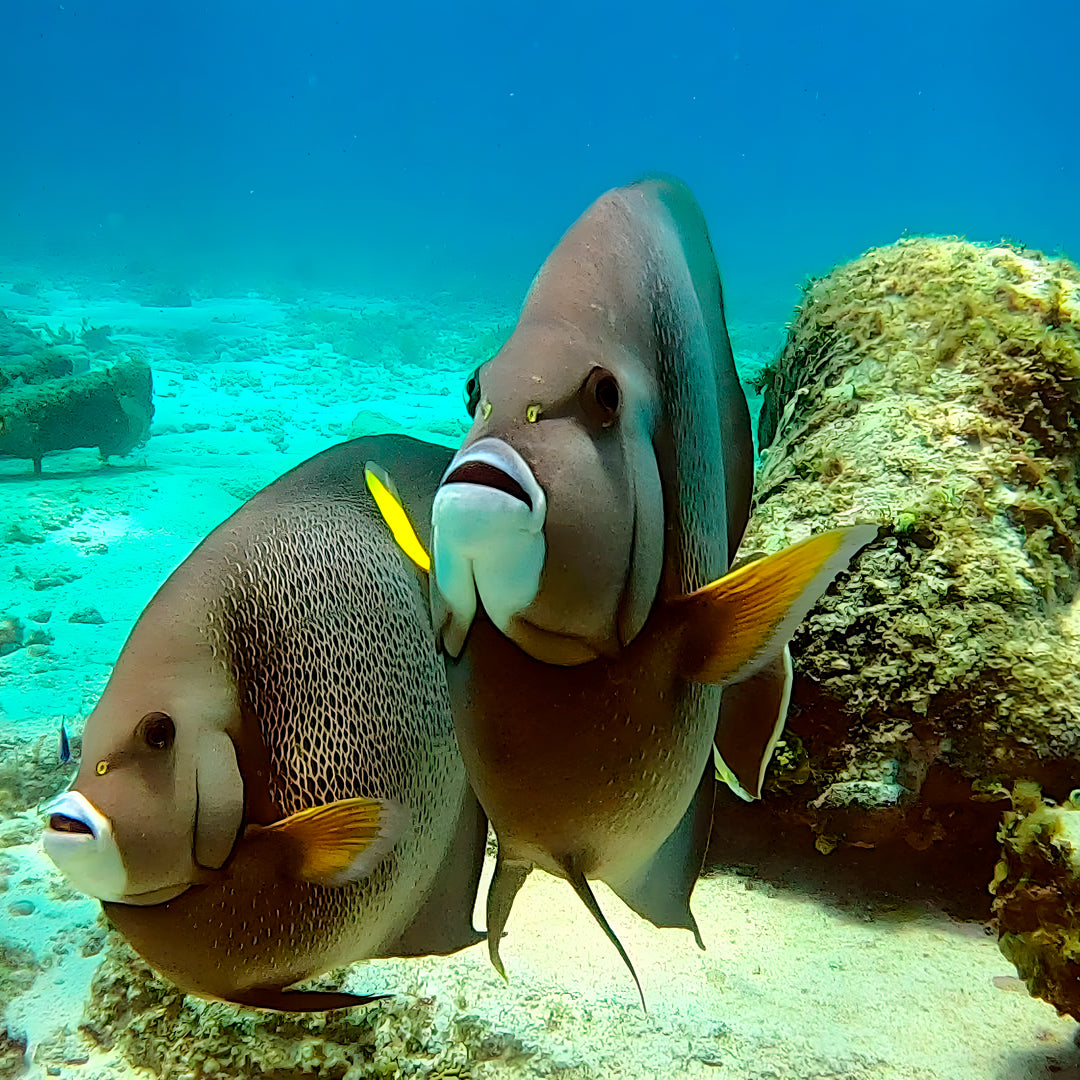 Cancun Scuba Diving Refresher Program