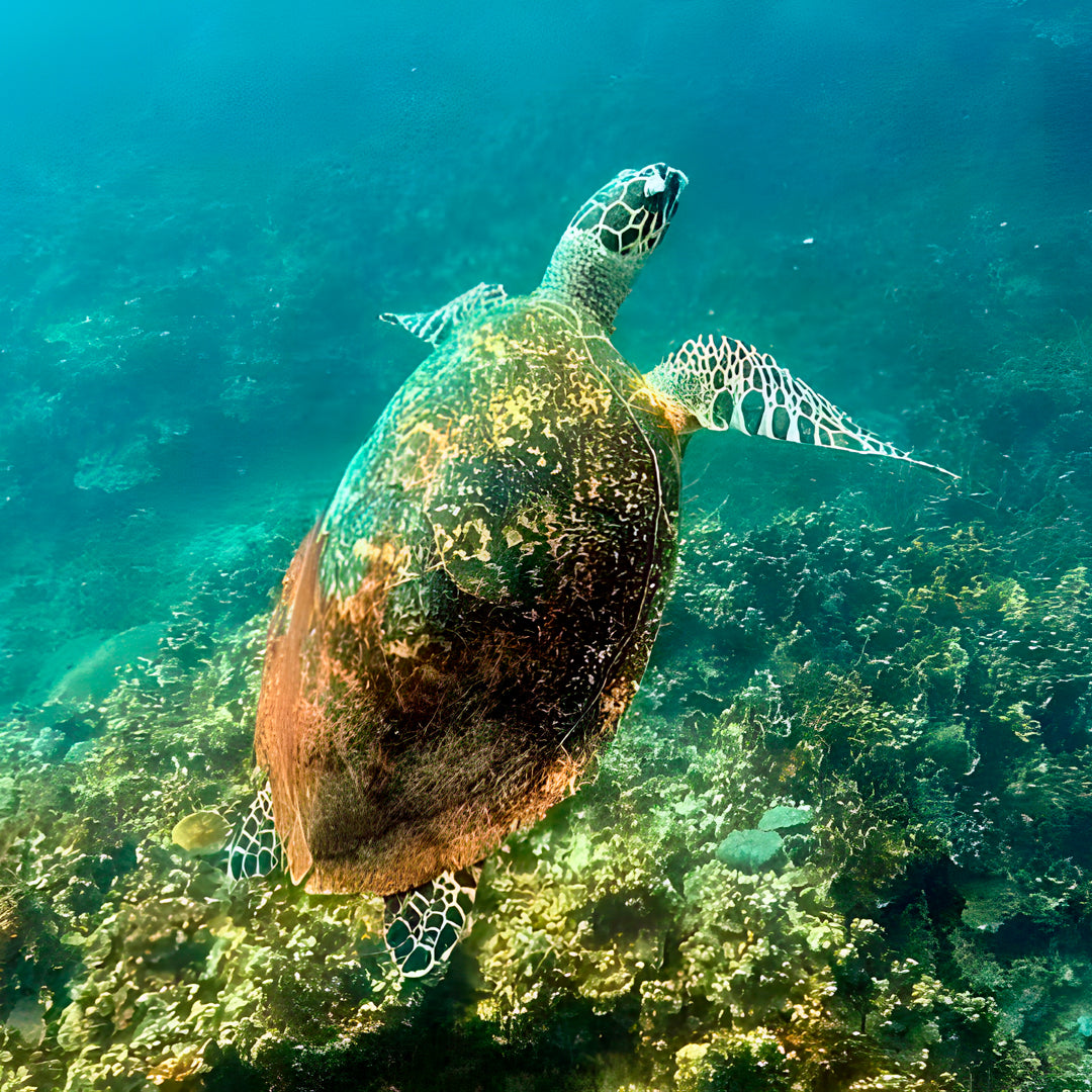 Cancun Scuba Diving Refresher Program