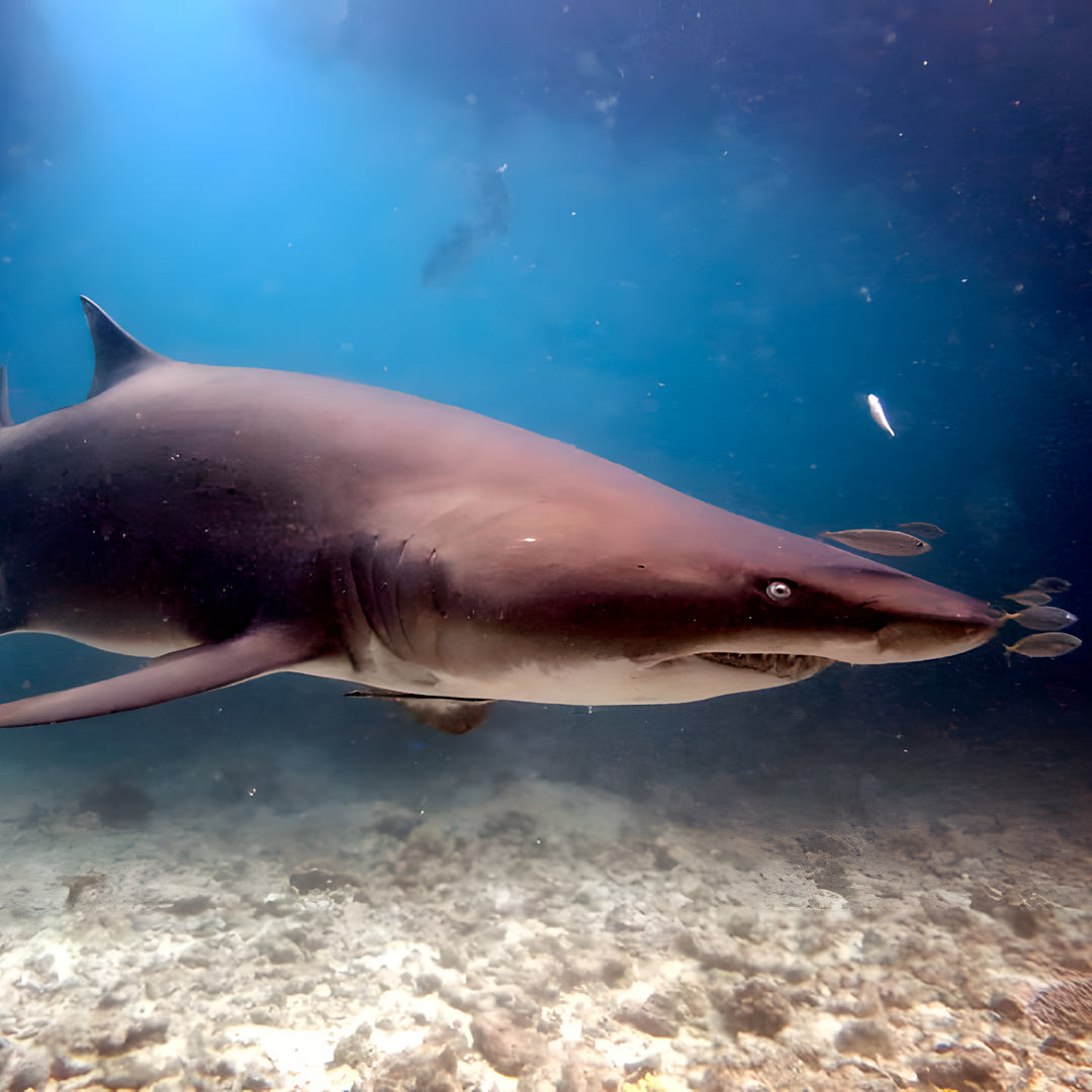 Shark Bay PADI Advanced Open Water Diver Course