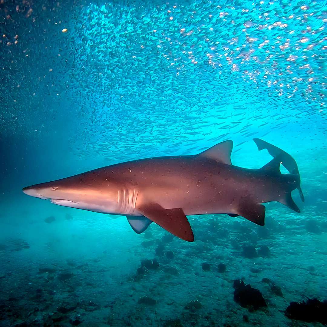 Shark Bay PADI Advanced Open Water Diver Course