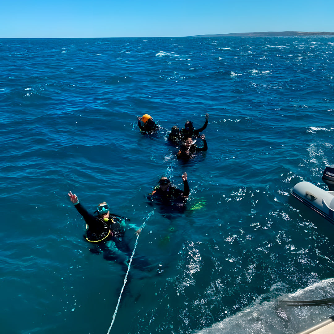 Steep Point Marine Safari Activity