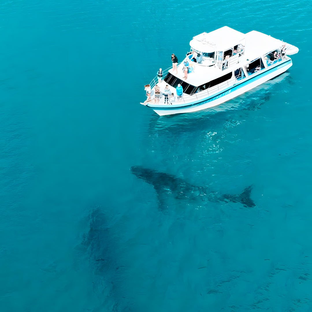 Steep Point Marine Safari Activity