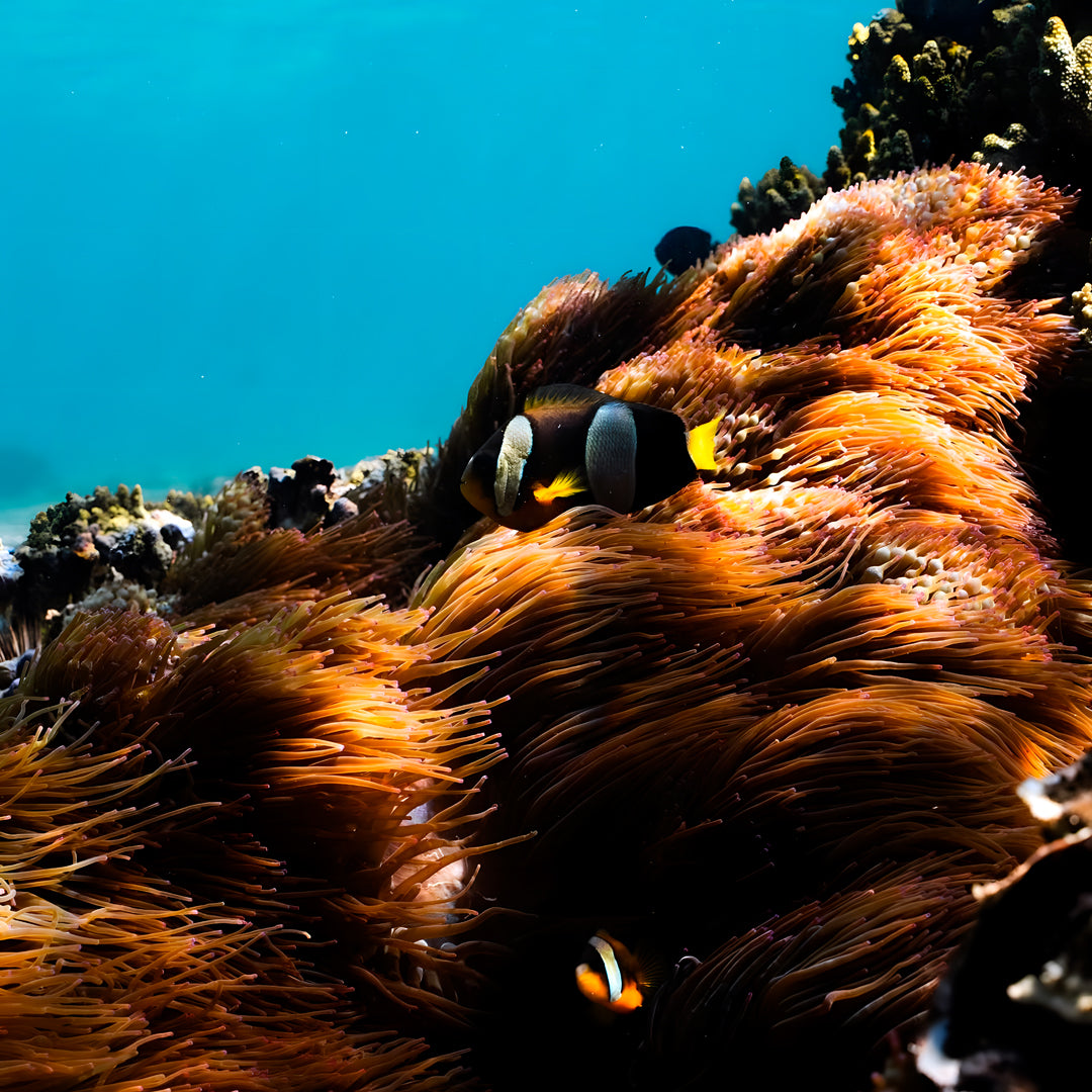 Shark Bay PADI Advanced Open Water Diver Course