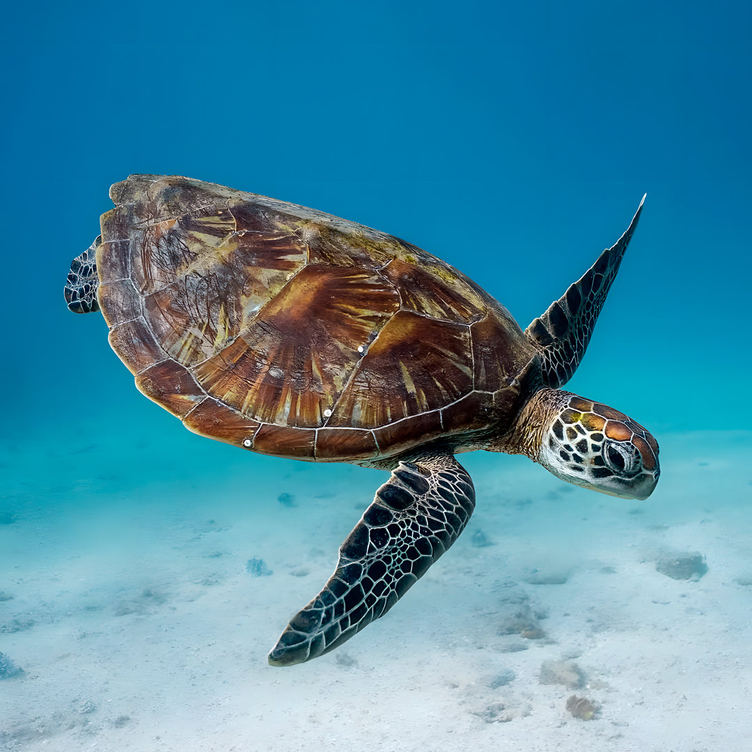 Shark Bay PADI Advanced Open Water Diver Course