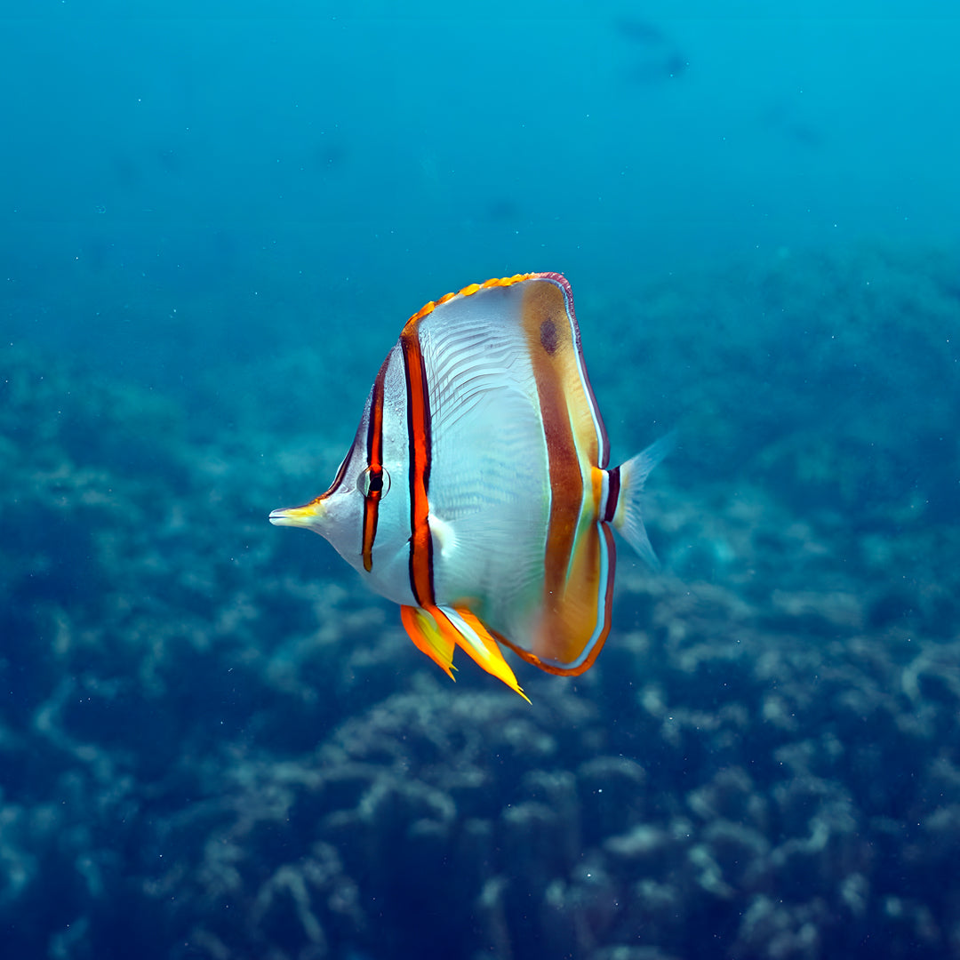 Shark Bay PADI Advanced Open Water Diver Course