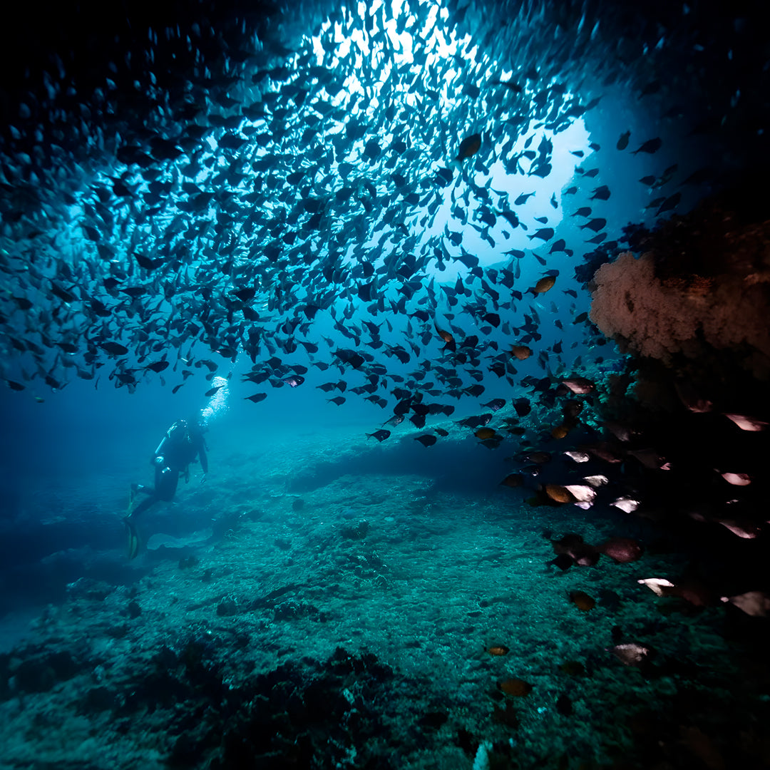 Shark Lagoon Scuba Diving Fun Dive