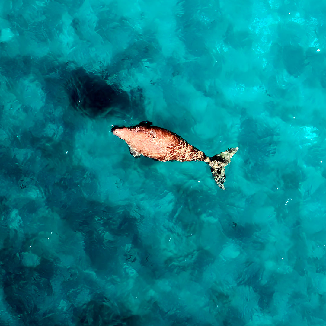 Steep Point Marine Safari Activity