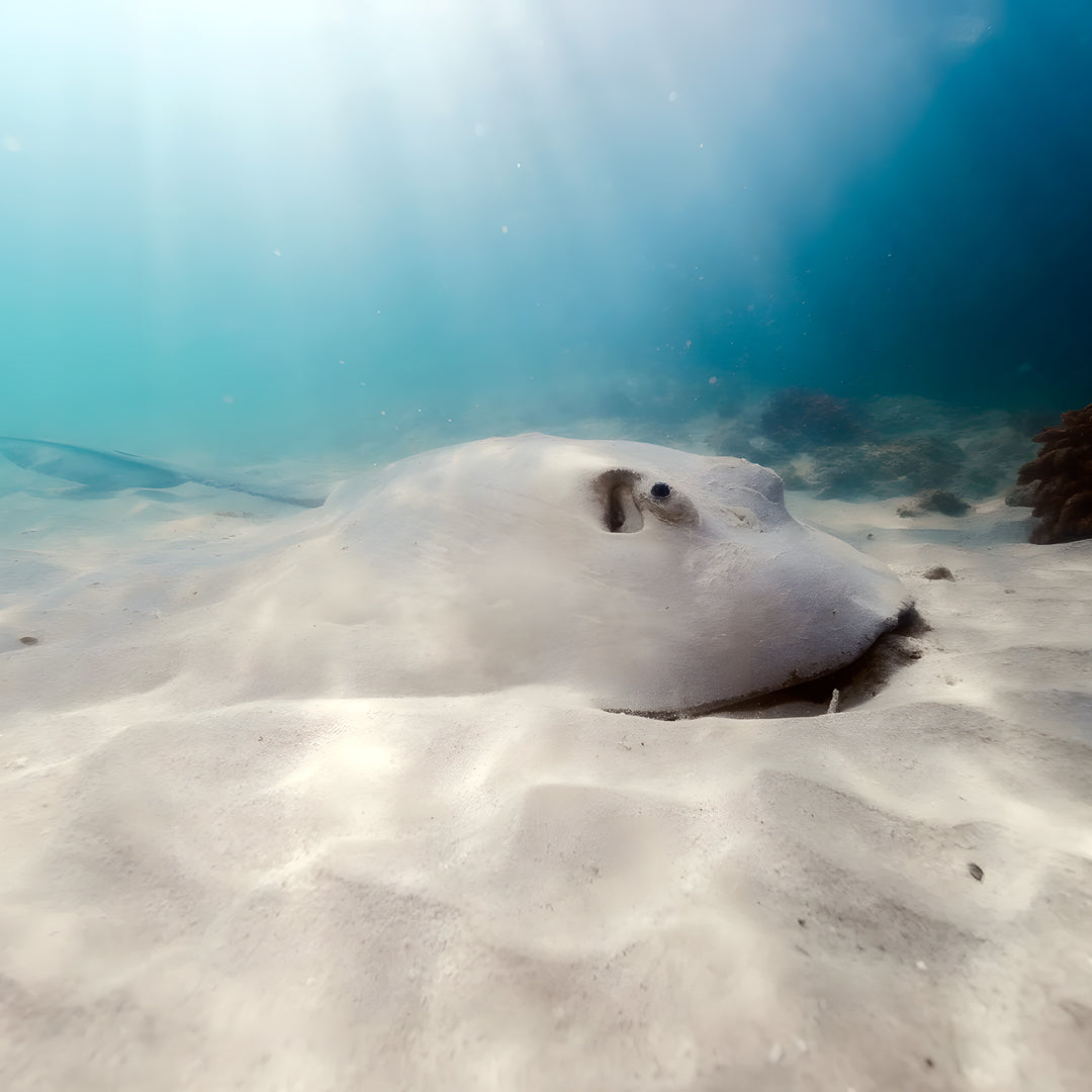 Shark Bay PADI Advanced Open Water Diver Course