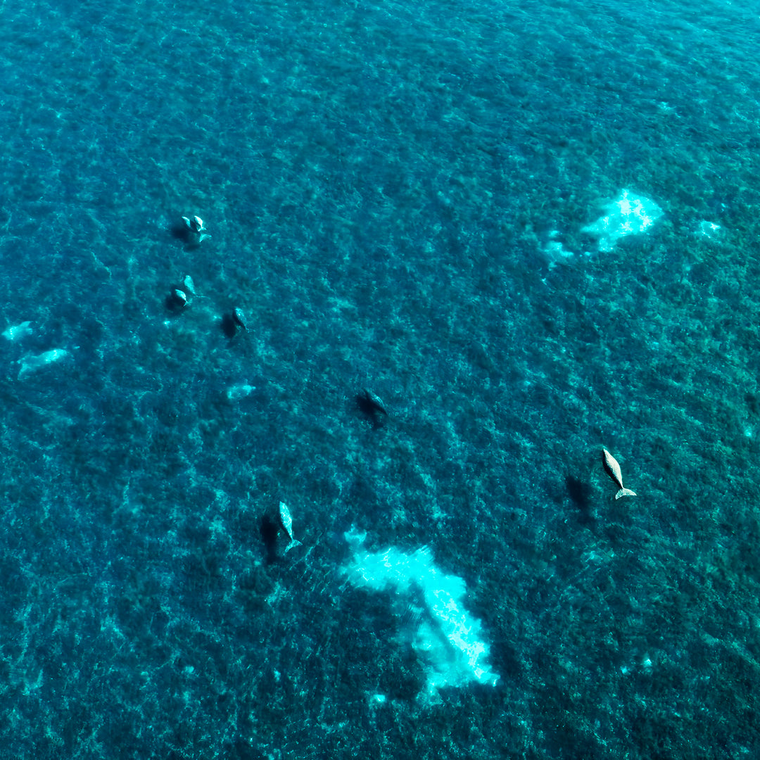 Steep Point Marine Safari Activity