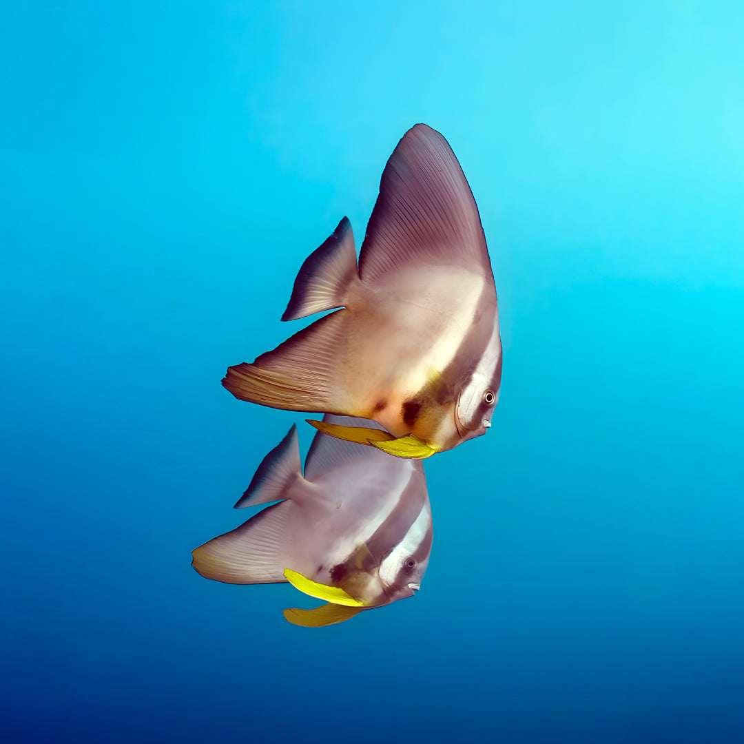 Shark Bay PADI Open Water Diver Course