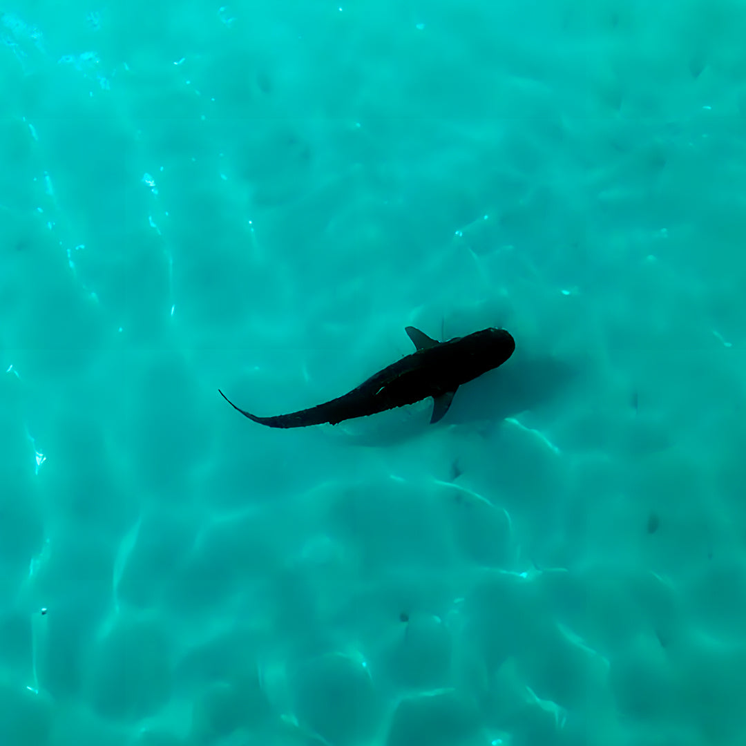 Shark Lagoon Scuba Diving Fun Dive