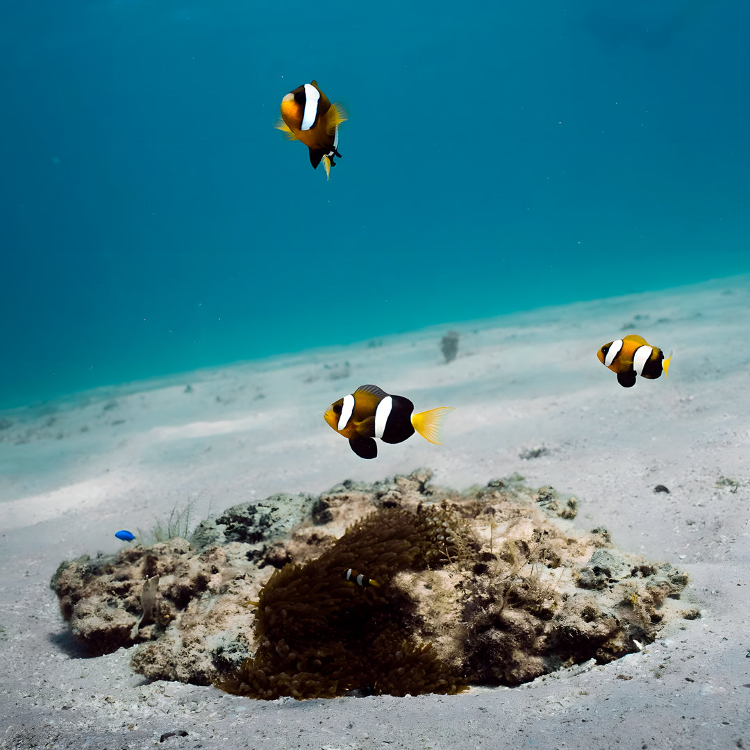 Shark Bay PADI Open Water Diver Course