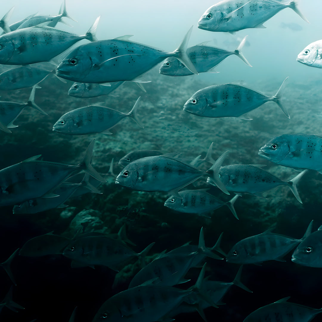 Shark Bay PADI Open Water Diver Course