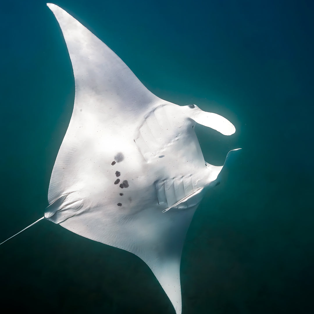 Shark Bay PADI Open Water Diver Course