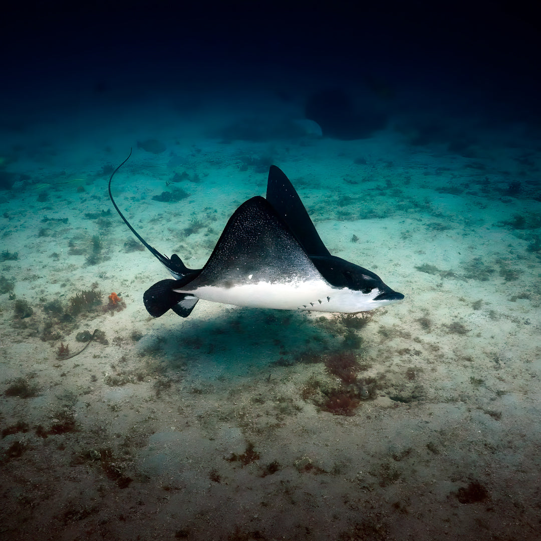 Shark Bay PADI Open Water Diver Course